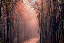 魔力宝贝迪索尔属性