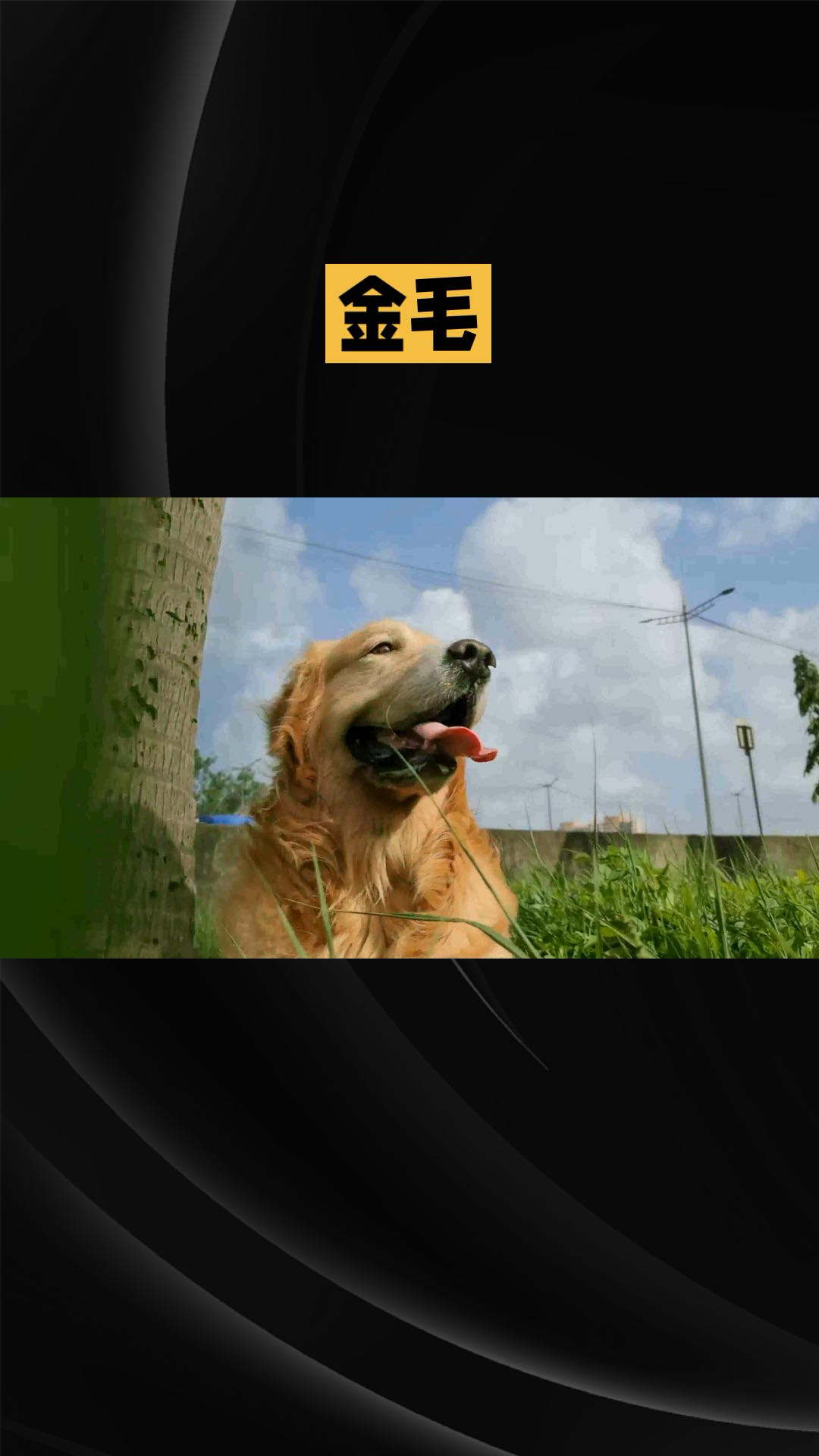 宠物调教等级和宠物面板忠诚上限的关系查询